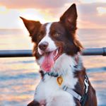 Profile Picture of Otis Scott (@otisbordercollie) on Instagram