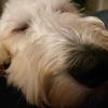 Profile Picture of D Dimes (@daniel.hudack) on Tiktok