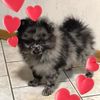Profile Picture of Steven Maresch (@masteven13) on Tiktok