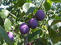 Profile Picture of Prunus domestica - Wikipediaon Wikipedia