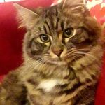 Profile Picture of Enrico Bevilacqua (@enry0358) on Instagram