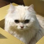 Profile Picture of 周君儀 (@joyce.chou.547) on Instagram