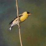 Profile Picture of timothy ohliger (@timothyohliger) on Instagram