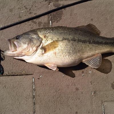 Profile Picture of Robert Luckett (@@tl2230) on Twitter