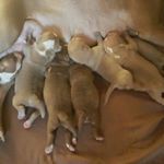 Profile Picture of shaun scott (@rednose_pitbull_puppiesforsale) on Instagram