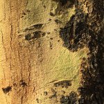 Profile Picture of Marcus Savage (@marcusthesavagephotography) on Instagram