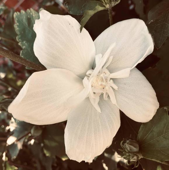 Profile Picture of Alyssa Hayworth (@alyssahayworth) on Poshmark