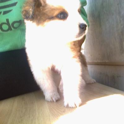 Profile Picture of Peter Podolski (@peter_podolski) on Twitter