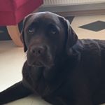 Profile Picture of Paul vom Sonnenwald (@pooperpaul) on Instagram