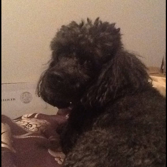 Profile Picture of Paula Grant (@pgrant226) on Poshmark