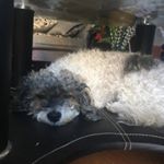 Profile Picture of Pablo Olivares (@adopcion_cachorros_talca) on Instagram