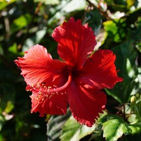 Profile Picture of Debbie Da Silva (@duhsilva) on Pinterest