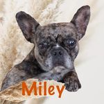 Profile Picture of Miley - Leben mit einer Qualzucht (@miley.merlefrenchie) on Instagram