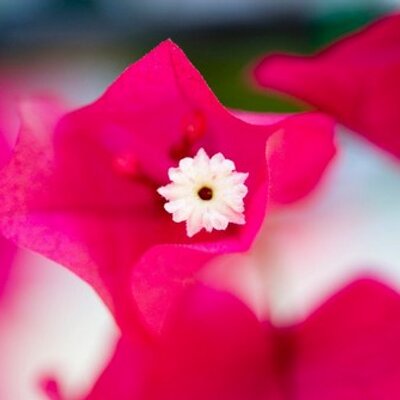 Profile Picture of Carol Schwartz (@cazzmelbourne) on Twitter