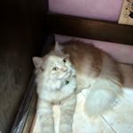 Profile Picture of Linda Marcelina (@linda.marcelina) on Instagram