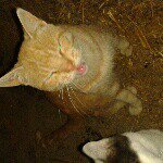 Profile Picture of Daniel (@danielwiddis) on Instagram