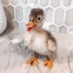 Profile Picture of P&D - Brodie&Brown Farm (@brodiebrownfarm) on Instagram