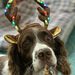 Profile Picture of Roxie Kosevich (@roxiek87) on Pinterest