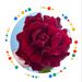 Profile Picture of Wardah2021 (@alharbi1747) on Pinterest