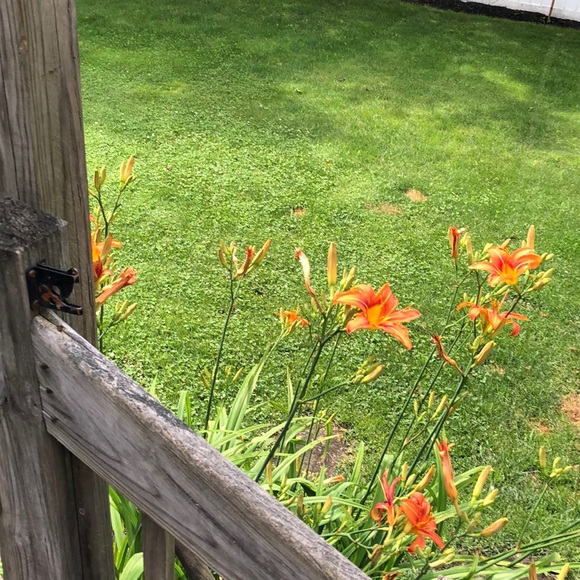 Profile Picture of Elaine Perrillo (@mangeri31) on Poshmark