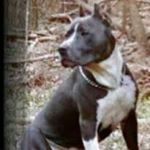 Profile Picture of Blake Thomason (@bigdaddyblake78) on Instagram