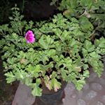 Profile Picture of Afshin (@afshin.rad59) on Instagram