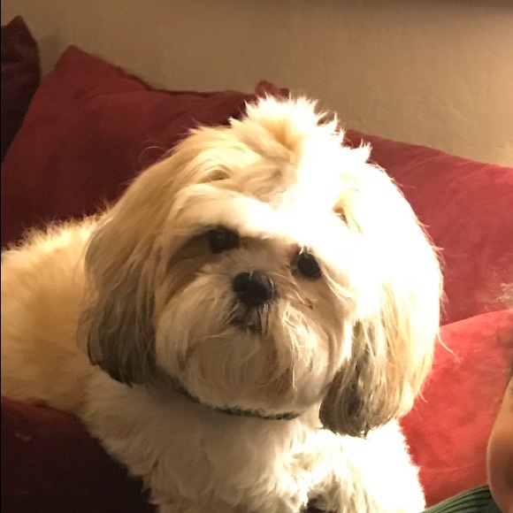 Profile Picture of Lily Cha (@awesomelily) on Poshmark