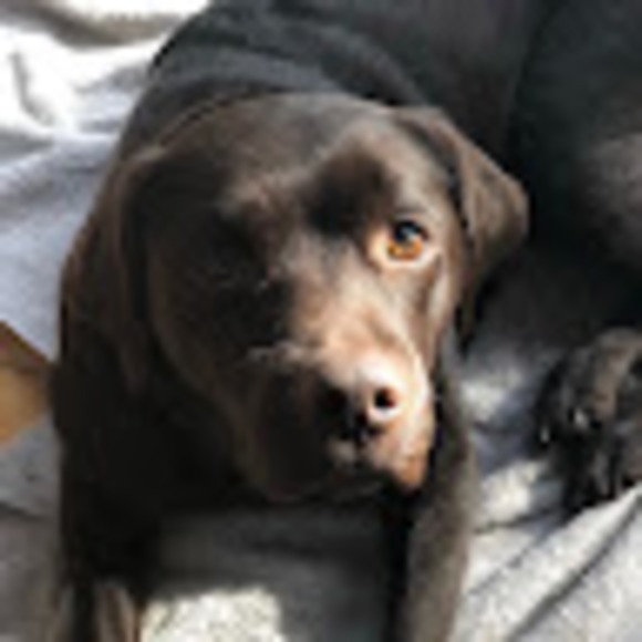 Profile Picture of Sophia Pandolfi (@sophiapandolfi) on Poshmark