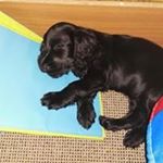 Profile Picture of Matthew Duncan (@mattyuanwvdu) on Instagram