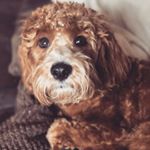 Profile Picture of Ralph Cavapoo (@ralph.the.cavapoo) on Instagram