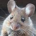 Profile Picture of Nancy Holzer (@holzer1078) on Pinterest