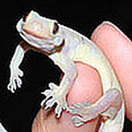 Profile Picture of Yee Sum (@ashed_dreams) on Flickr