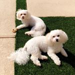 Profile Picture of Bentely & Bree Harper (@bentley_and_bree) on Instagram