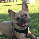Profile Picture of mrjonesthefrenchie (@mrjonesthefrenchie) on Instagram