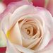 Profile Picture of Eva Nosti (@enosti) on Pinterest