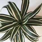 Profile Picture of Kim Blough (@joyfullinjanuary) on Instagram