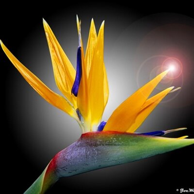 Profile Picture of Pamela Nesmith (@pnesmith56) on Twitter