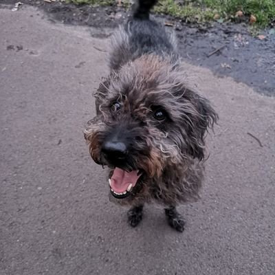 Profile Picture of Alice Foreman (@AliceFo83885884) on Twitter