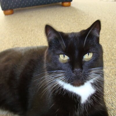Profile Picture of Julia Adler (@JulesAdlerNZ) on Twitter