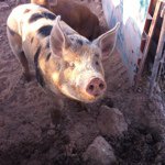 Profile Picture of stevehaddox (@stevehaddox) on Instagram