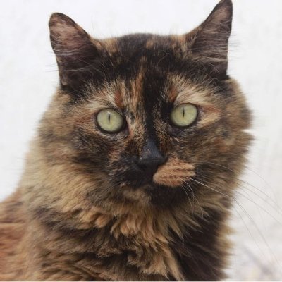 Profile Picture of Daniela Tavares (@Danielatavares3) on Twitter