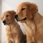 Profile Picture of 🐶 Bud & Manú 🐶 (@bud_e_manu) on Instagram