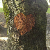 Jason Nunes - Youtube Profile Picture of Jason Nunes (@jasonnunes12) on Youtube