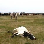 Profile Picture of Dustin Phelps (@dustin_phelps611) on Instagram