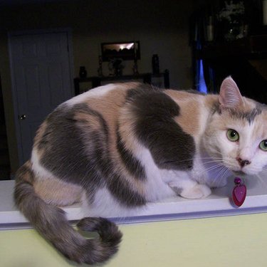 Profile Picture of Kaitlin Wright (@calleigh1947) on Twitter