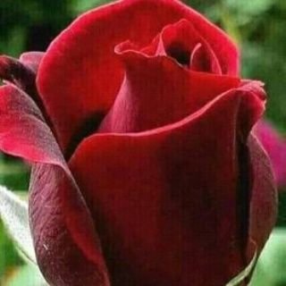 Profile Picture of Kiran (@gandrala_kiran) on Twitter