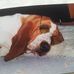 Profile Picture of Diane Shepherd (@diane.shepherd.5680) on Facebook