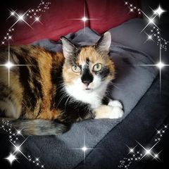 Profile Picture of Peter Gert (@peter.gert) on Tiktok