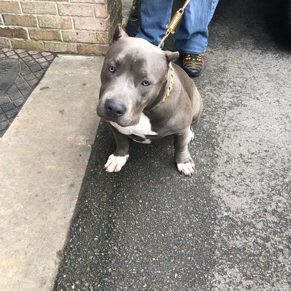 Profile Picture of Daniel Alonso (@danielperez3231) on Poshmark