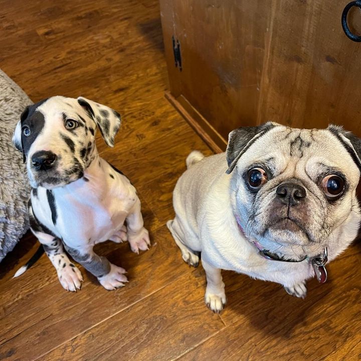 Profile Picture of Pug & Dane (@gertrude_and_enzo) on Tiktok